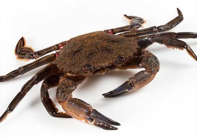 Nécora cruda